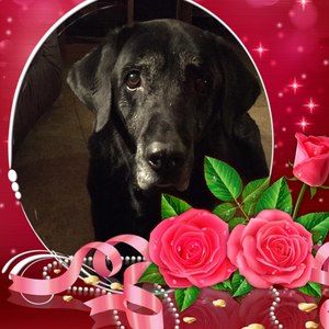 Meet your Posher, Johnna